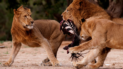 Lions Animals national geographic