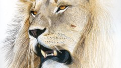 Lions artwork