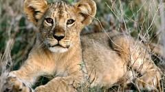 Lions baby animals