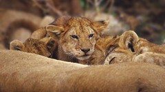 Lions baby animals Animals