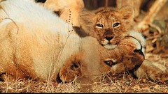 Lions baby animals wildlife