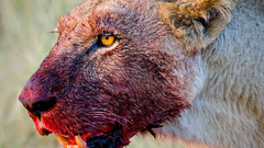 Lions blood Animals