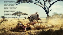 Lions zebras Quotes