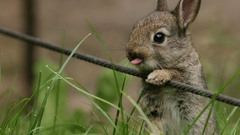 Little bunny meadow Wild
