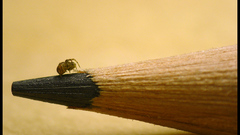 Little spiders Pencils