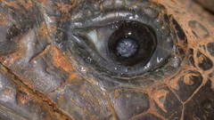 Lizard eye high Animals