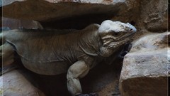 Lizard photography animal nature