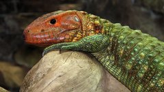 Lizards caiman lizard eidechse