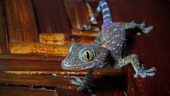 Lizards geckos