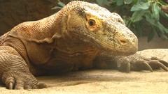 Lizards Komodo dragons