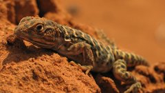 Lizards reptile sand Animals