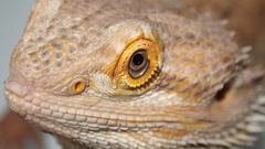 Lizards Reptiles bearded dragon