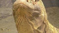 Lizards Reptiles caiman eidechse