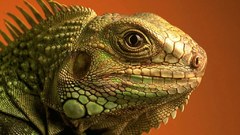 Lizards Reptiles iguana