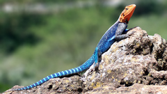 Lizards Reptiles Red-headed Rock