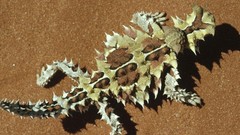 Lizards Reptiles thorny lizard