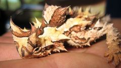 Lizards Reptiles thorny lizard