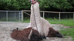 Llama