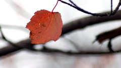 Lonely macro Fall season