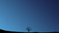 Lonely tree blue nature