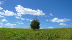 Lonely tree took nature