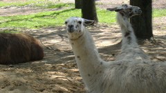 Long neck lama animal