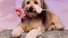 Looking love Dogs animal