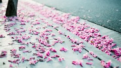 Los Angeles pink flowers pavement urban blossoms depth of field