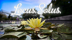 Lotus flower