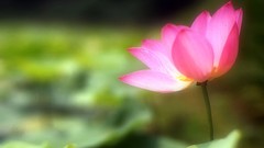 Lotus flower
