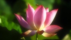 Lotus flower