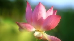 Lotus flower