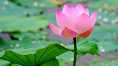 Lotus flower nature pink