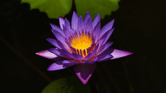 Lotus flower purple flowers