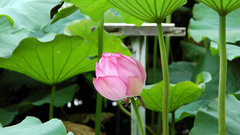 Lotus Tokyo flower