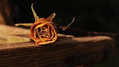 Love abstract Hearts