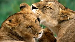 Love Animals animal Lions