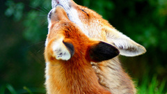 Love Animals foxes