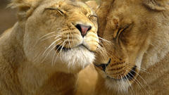 Love Animals Lions