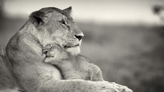 Love Animals Lions