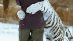 Love Animals Tigers funny