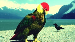 Love Anonymous kurdish Kurdistan Flag Chiya Qadri kurdish 