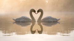 Love Birds Animals Swans