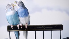 Love Birds budgerigar parakeets