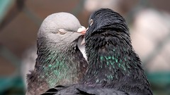 Love Birds Pigeons funny affection