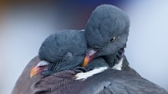 Love Birds spring pair doves