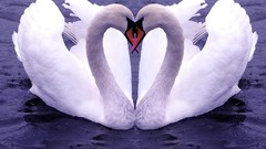 Love Birds Swans