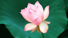 Love bloom lotus flower