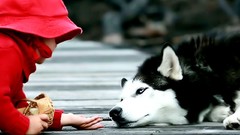 Love Dogs husky