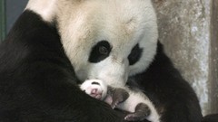 Love family panda bears